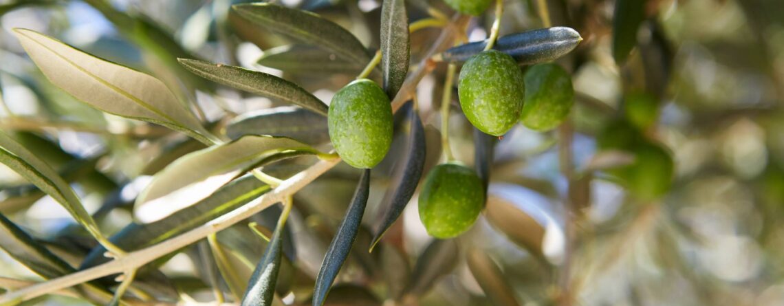 Con tecnología de punta, buscan proteger de forma sostenible más de 4.000 hectáreas de olivos en O'Higgins
